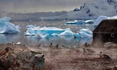 природа льдины лед Антарктида море пингвины животные камни берег