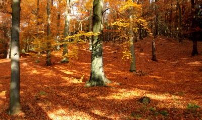 природа осень деревья листья