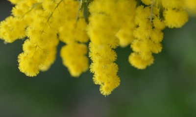 природа цветы желтые
