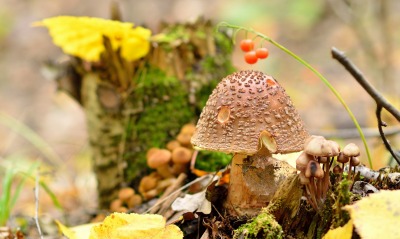 природа гриб осень листья