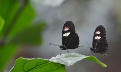 природа животные макро бабочки
