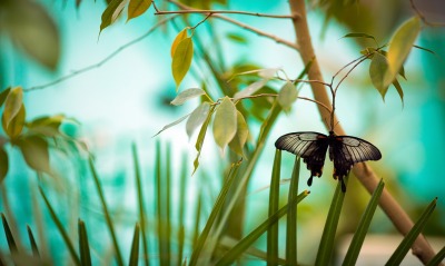 природа животные бабочка цветы