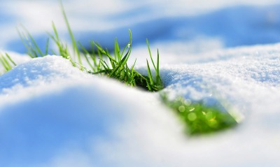 природа трава снег зима