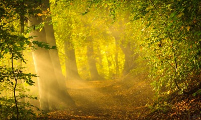 лес осень лучи тропинка