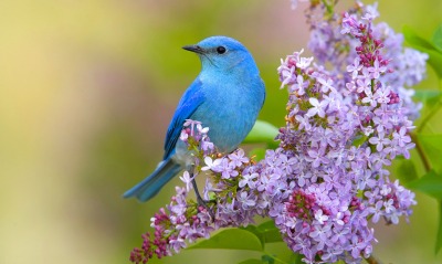 природа птицы синие животные цветы сирень
