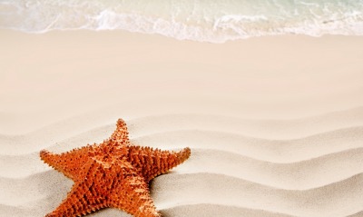 морская звезда пляж песок