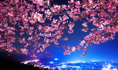 природа цветы ночь город страны сакура