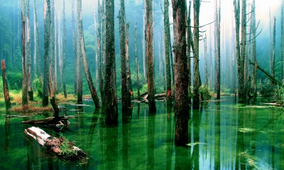 природа лес деревья вода