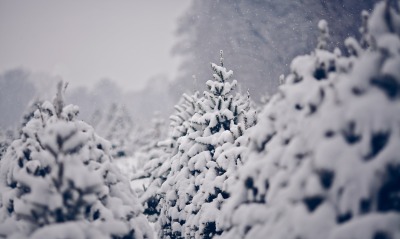 природа деревья зима ели снег