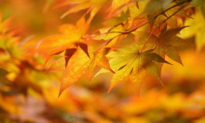 природа листья осень