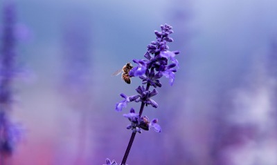 природа цветы насекомое пчела