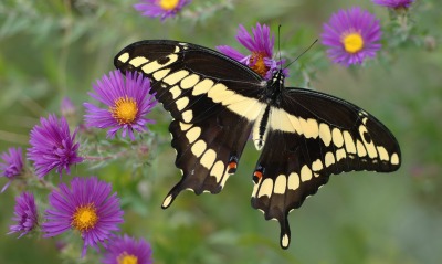 природа бабочка цветы животные насекомое