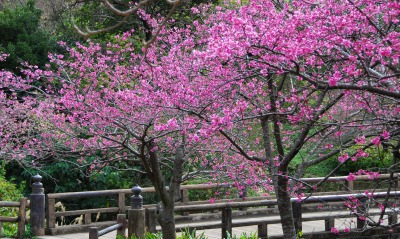 природа деревья цветы