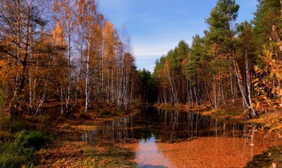 природа деревья река лес осень