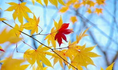 природа листья осень ветка