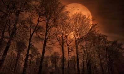природа деревья луна вечер лес