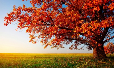 природа деревья осень листья поле горизонт nature trees autumn leaves field horizon