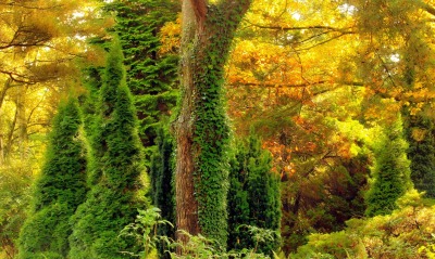 природа деревья осень заросли nature trees autumn thickets