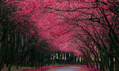 природа деревья лес тропа цветы сакура nature trees forest trail flowers Sakura
