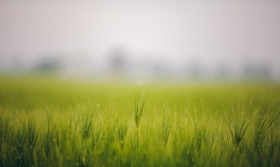 трава макро зелень grass macro greens