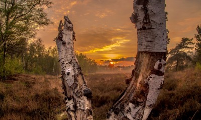 природа березы трава деревья закат nature birch grass trees sunset