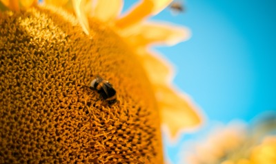 подсолнух шмель sunflower bumblebee