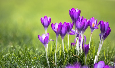 природа цветы фиолетовые трава nature flowers purple grass