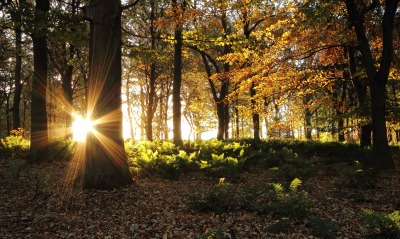 лес лучи осень forest rays autumn