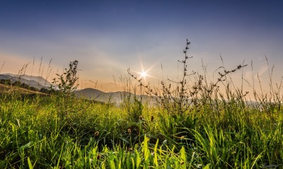 лето трава лучи summer grass rays