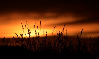 трава закат grass sunset