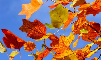 природа листья осень nature leaves autumn