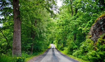 дорога лес road forest