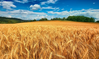 природа поле пшеница небо облака nature field wheat the sky clouds