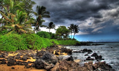 берег камни пальмы shore stones palm trees