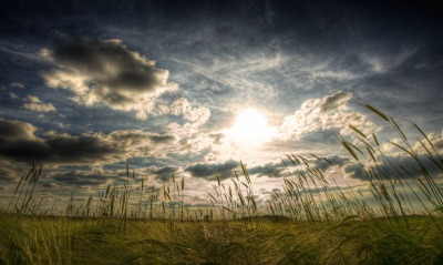 трава поле солнце grass field the sun