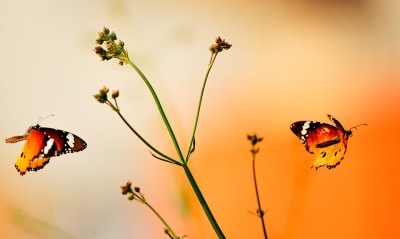 природа животные насекомое бабочки ветка nature animals insect butterfly branch