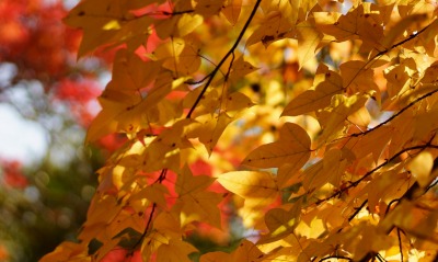 природа осень листья деревья nature autumn leaves trees