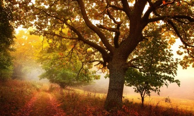 осень дерево дорога autumn tree road