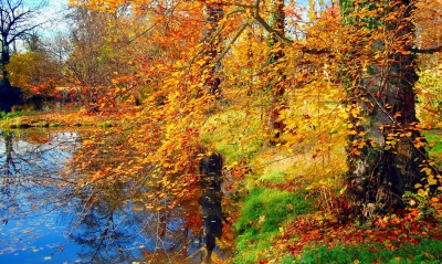 природа деревья листья осень озеро nature trees leaves autumn the lake