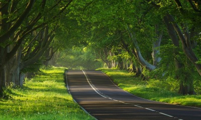 дорога зелень лето road greens summer