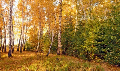 природа деревья осень nature trees autumn
