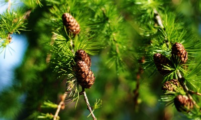 шишки сосна cones pine