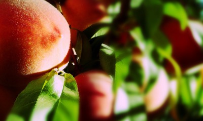 природа персик nature peach
