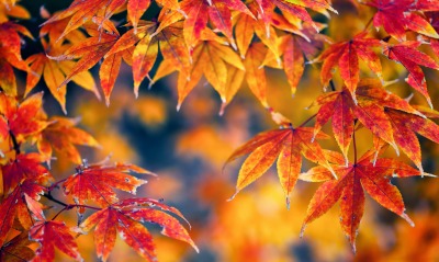 ветви листья осень branches leaves autumn