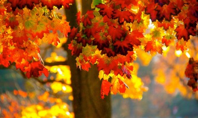 природа деревья листья осень nature trees leaves autumn