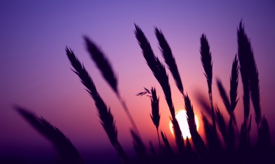 закат поле рожь sunset field rye