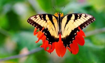 природа животные насекомое бабочка цветы nature animals insect butterfly flowers