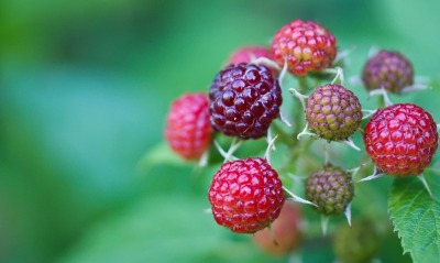 природа еда малина ягоды nature food raspberry berries