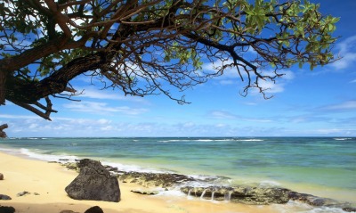берег море дерево shore sea tree