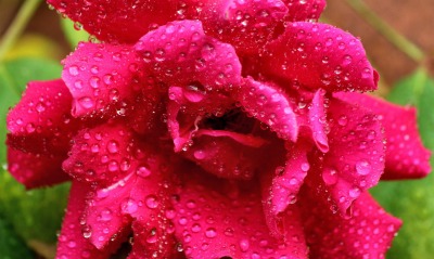 роза капли лепестки rose drops petals